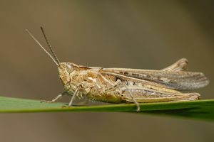 Grasshopper (Orthoptera) macro photo