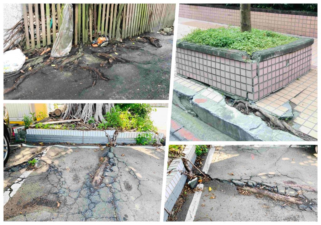 樹根破壞結構物 漏水竄根不是樹的錯 樹花園treegarden