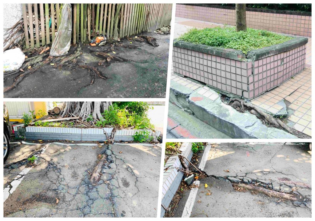 樹根破壞結構物 漏水竄根不是樹的錯 樹花園treegarden 樹根破壞結構物 漏水竄根不是樹的錯 樹花園treegarden